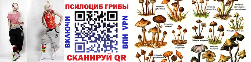 Галлюциногенные грибы Psilocybe  Кисловодск 